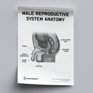 Switch Male Reproductive System Anatomy Poster PDF 2 image