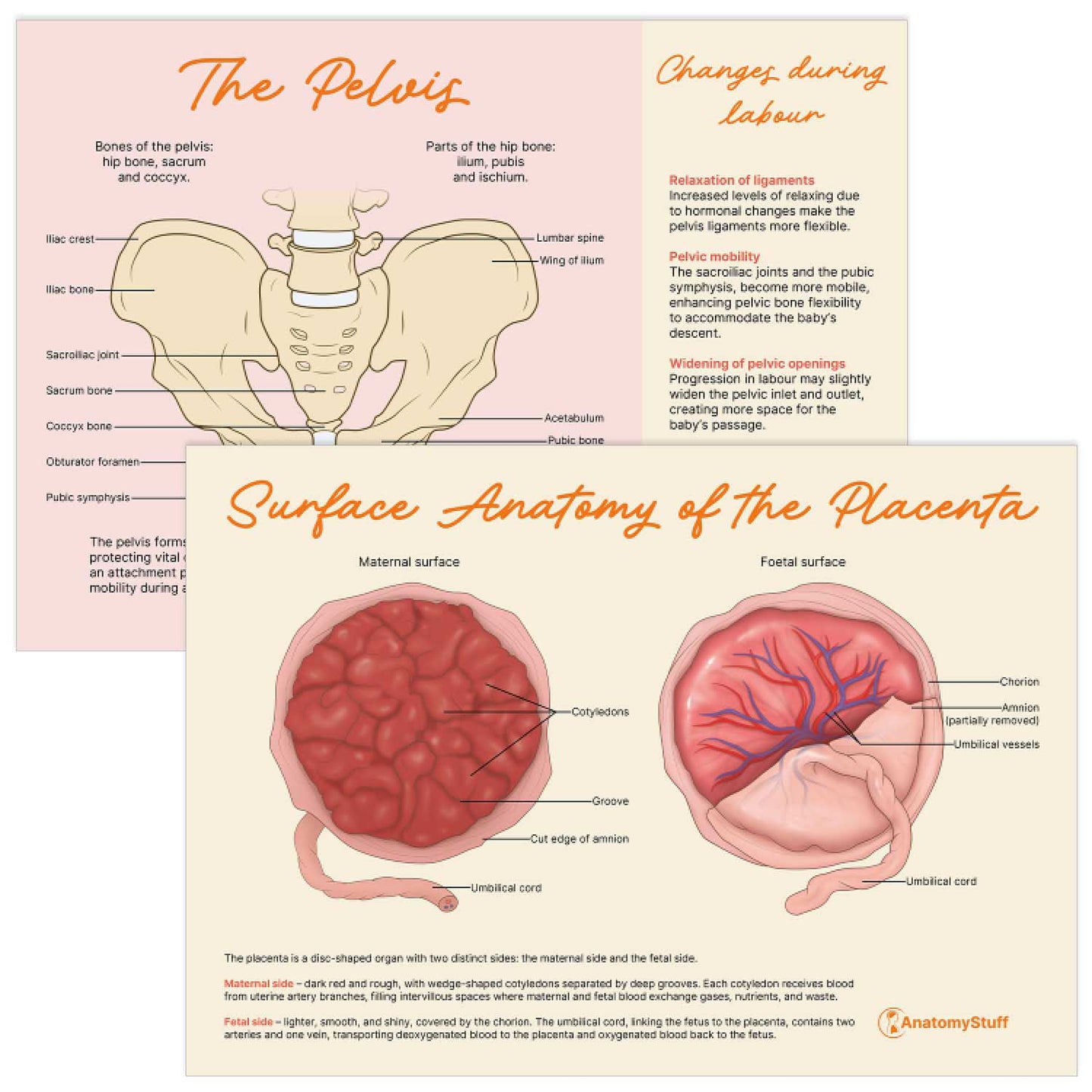 Midwifery Anatomy Revision Bundle (Printable PDFs)