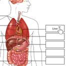 Switch Interactive anatomy PDF Example 3 image