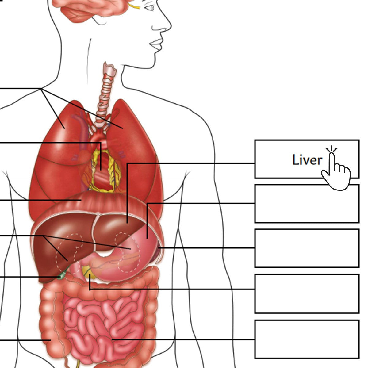 Organs Of The Body Poster / Worksheet  (Interactive & Printable PDF)