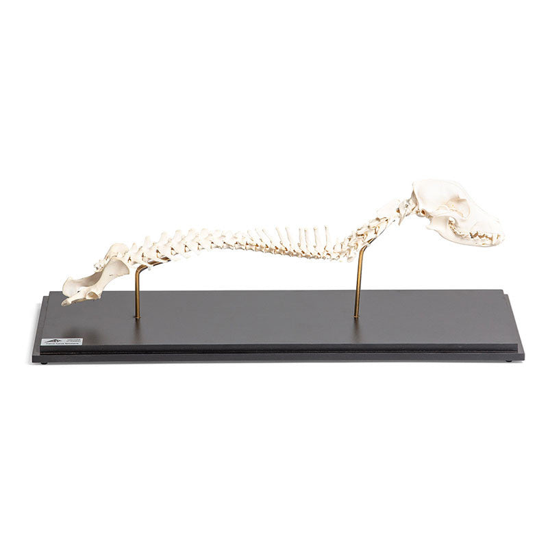 Dog Spinal Column and Head (Canis Lupus Familiaris)