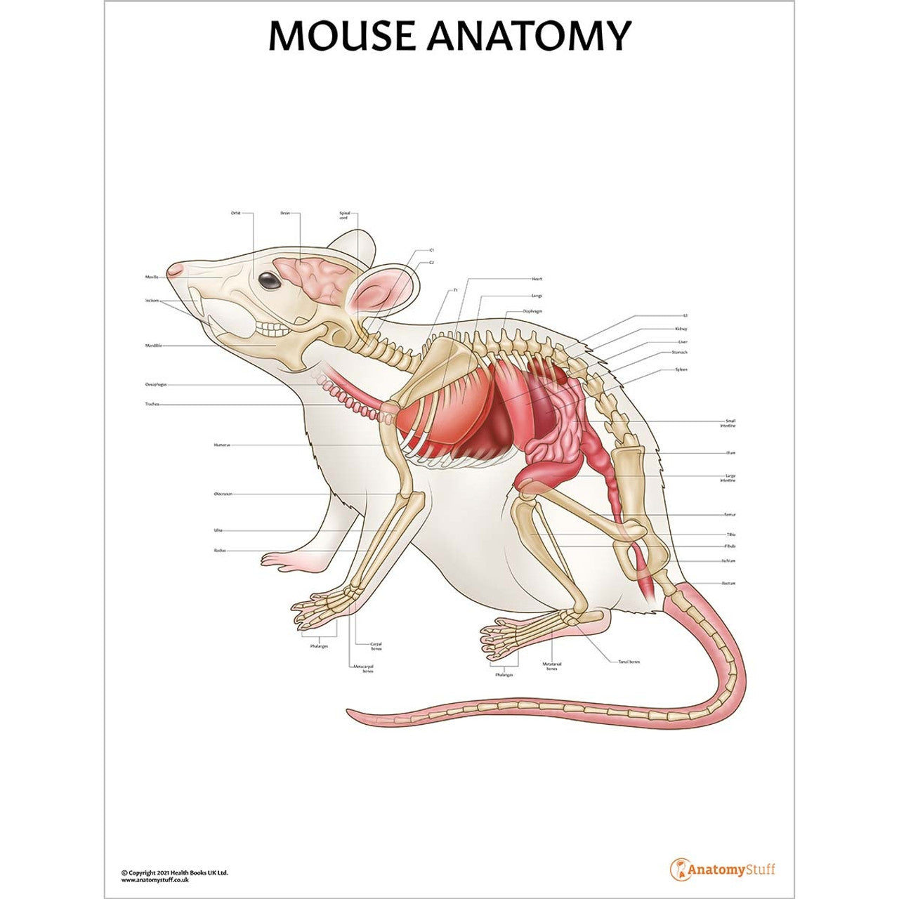 Small Mammal Anatomy 5 Chart Collection