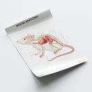 Switch Mouse Anatomy Chart / Poster 3 image