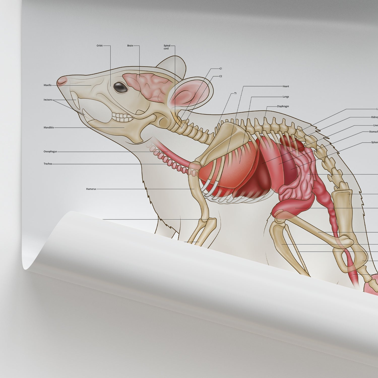 Mouse Anatomy Chart / Poster - Part of Collection