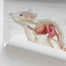 Switch Mouse Anatomy Chart / Poster 2 image