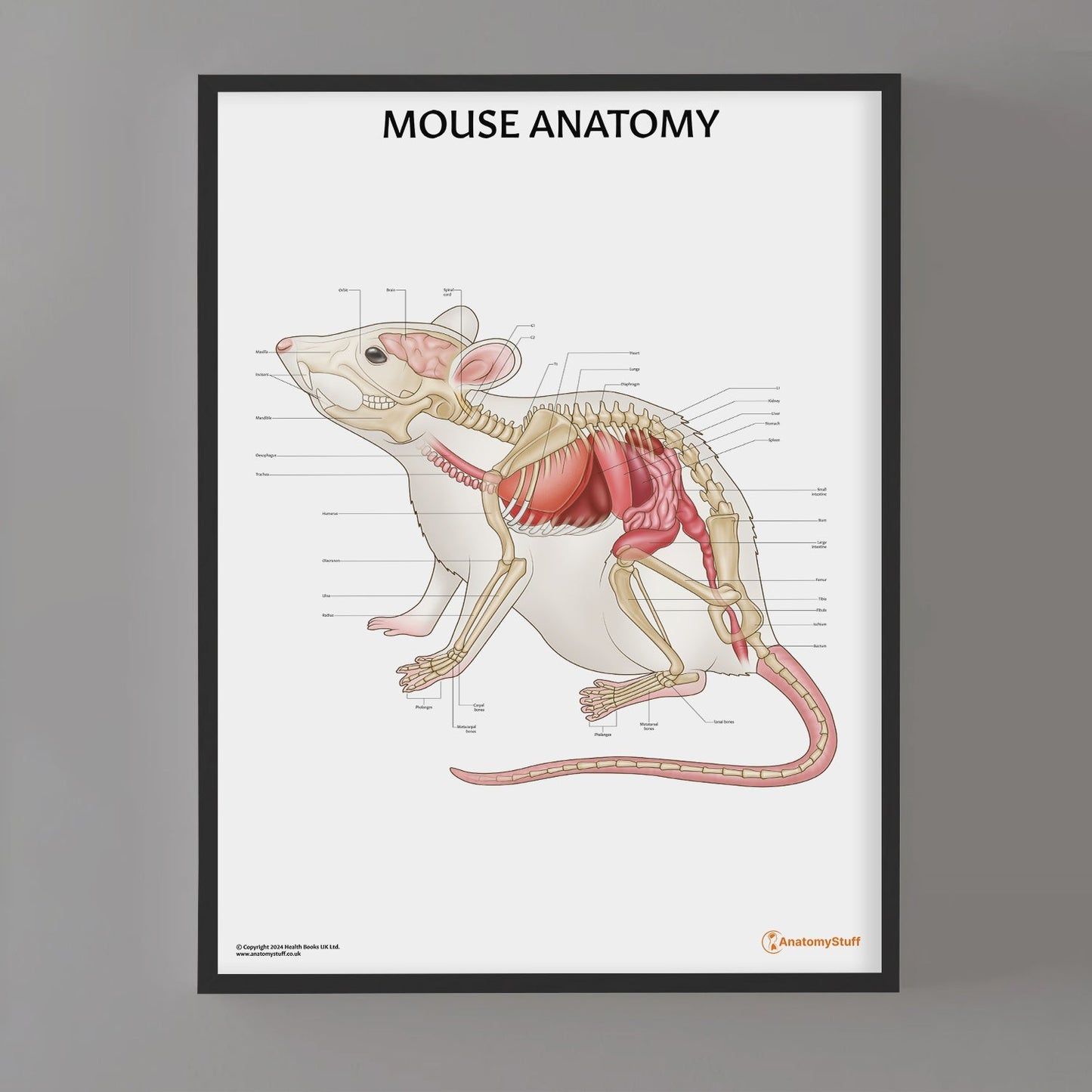 Mouse Anatomy Chart / Poster - Part of Collection