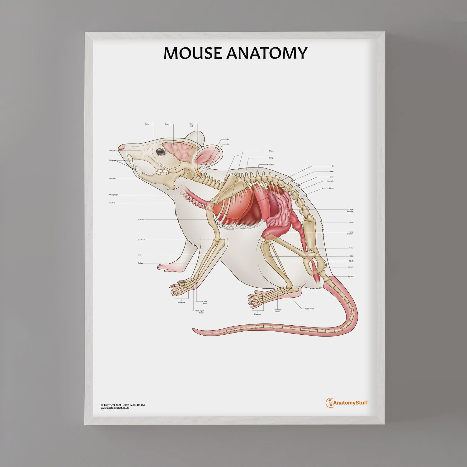 Mouse Anatomy Chart / Poster - Part of Collection