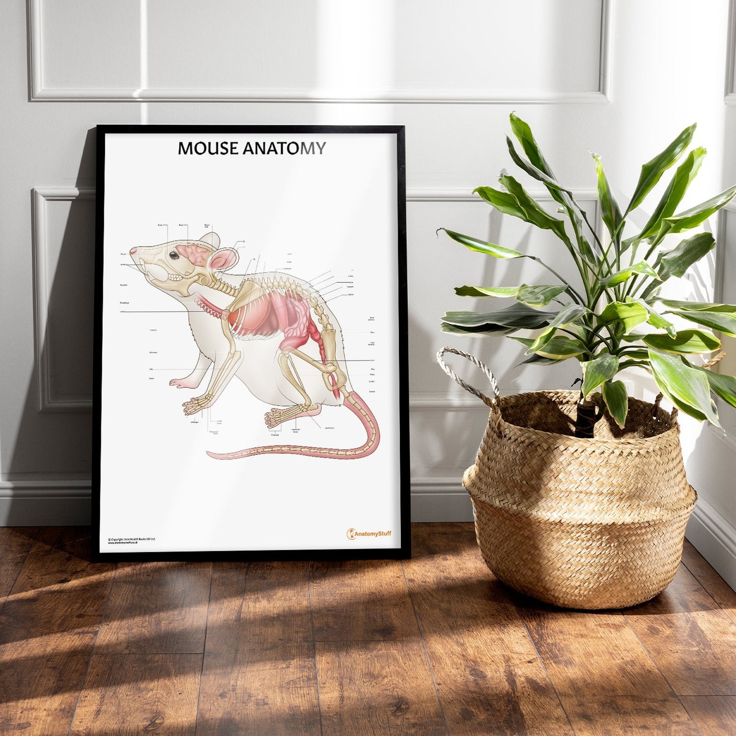 Mouse Anatomy Chart / Poster - Part of Collection