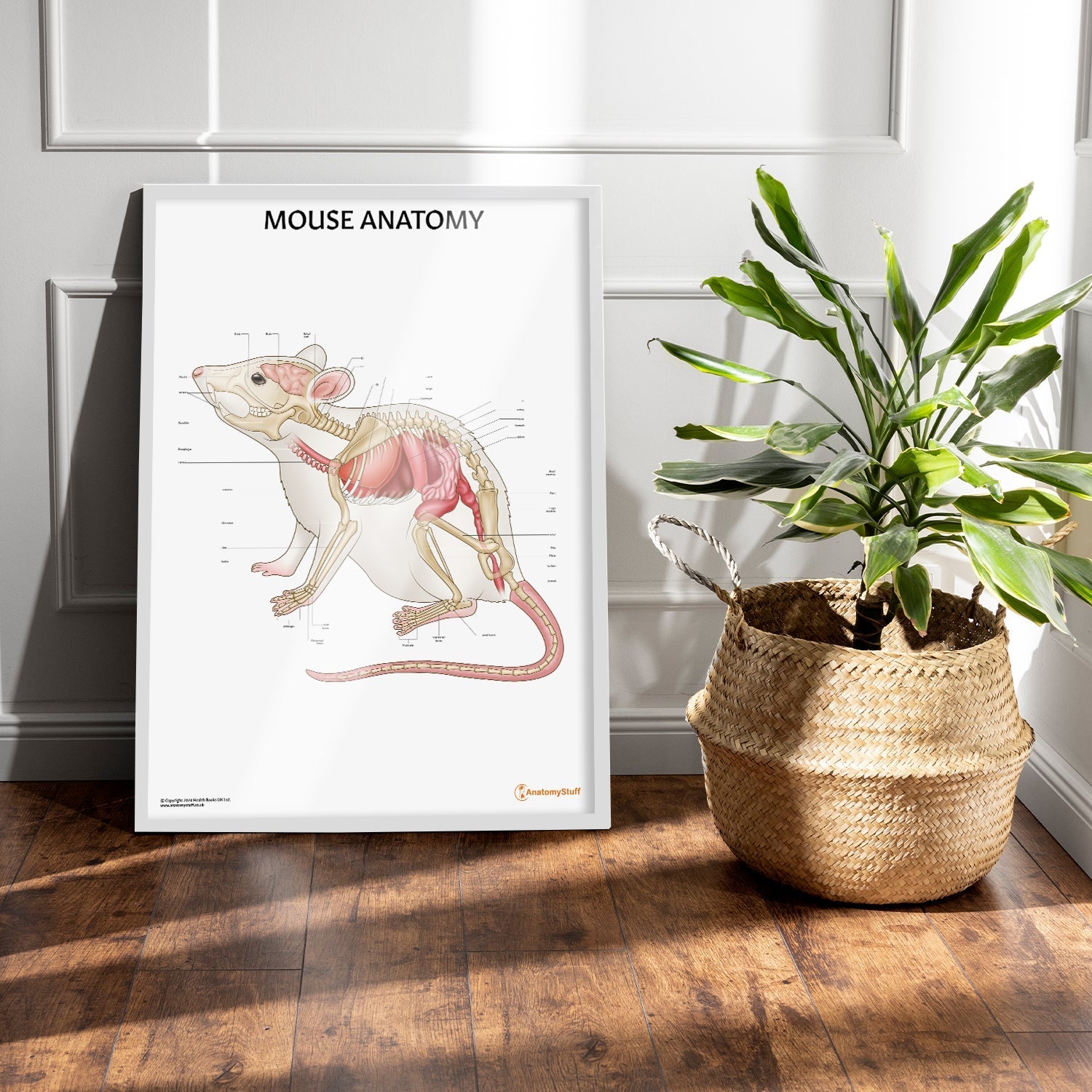 Mouse Anatomy Chart / Poster - Part of Collection