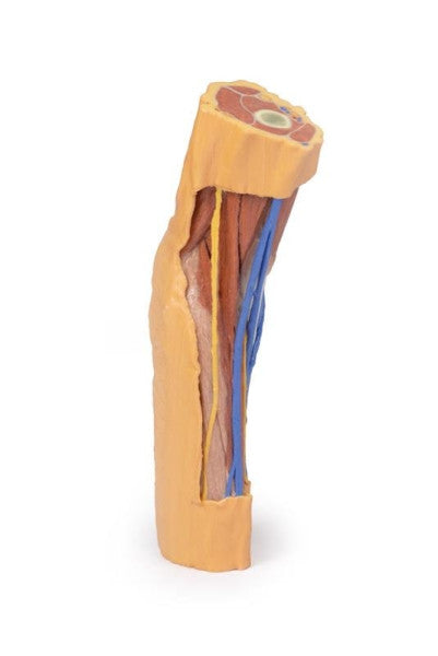 Cubital Fossa 3D Printed Anatomy Model
