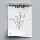 Switch Types of Muscles Activity Sheet PDF 2 image