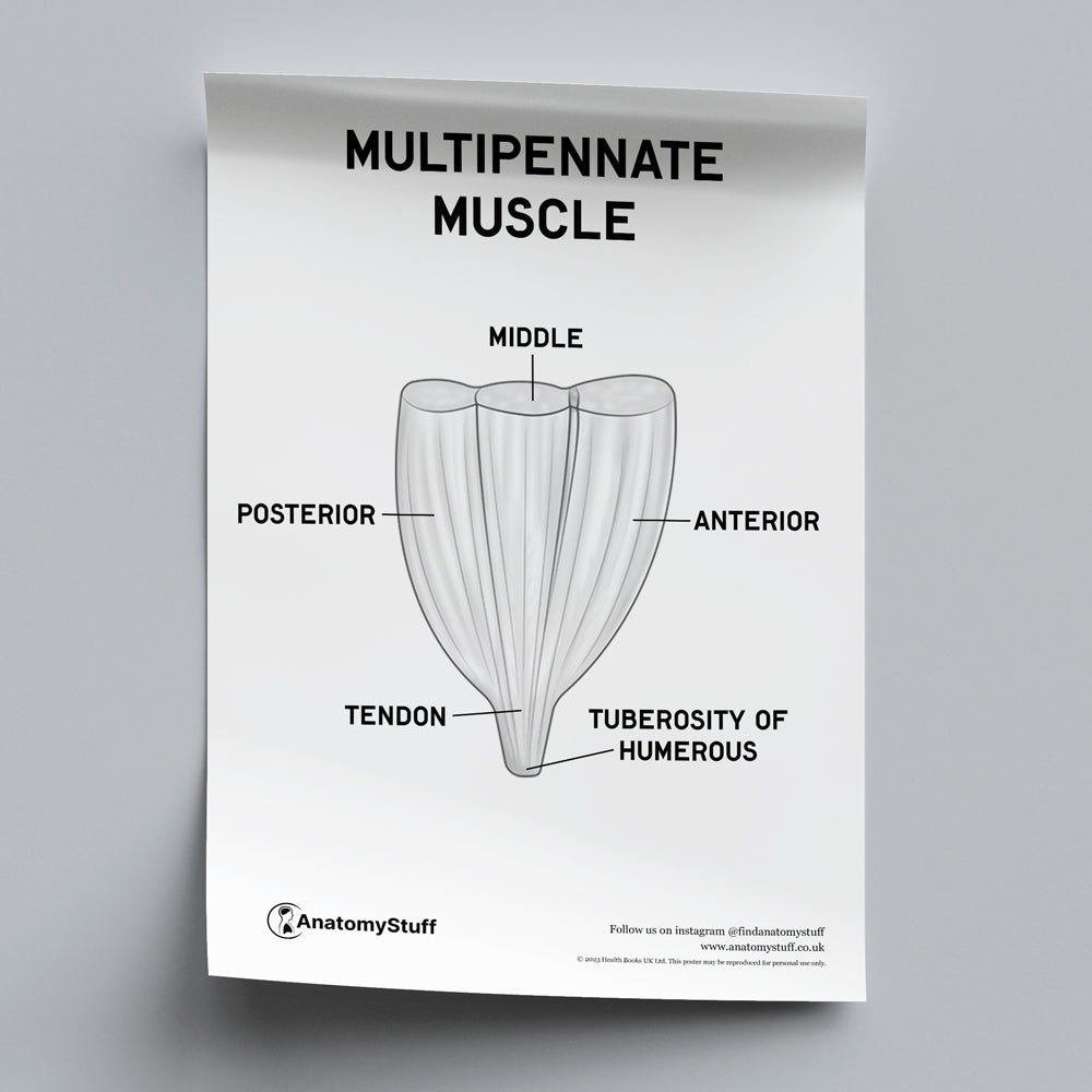 Types of Muscles Poster PDF