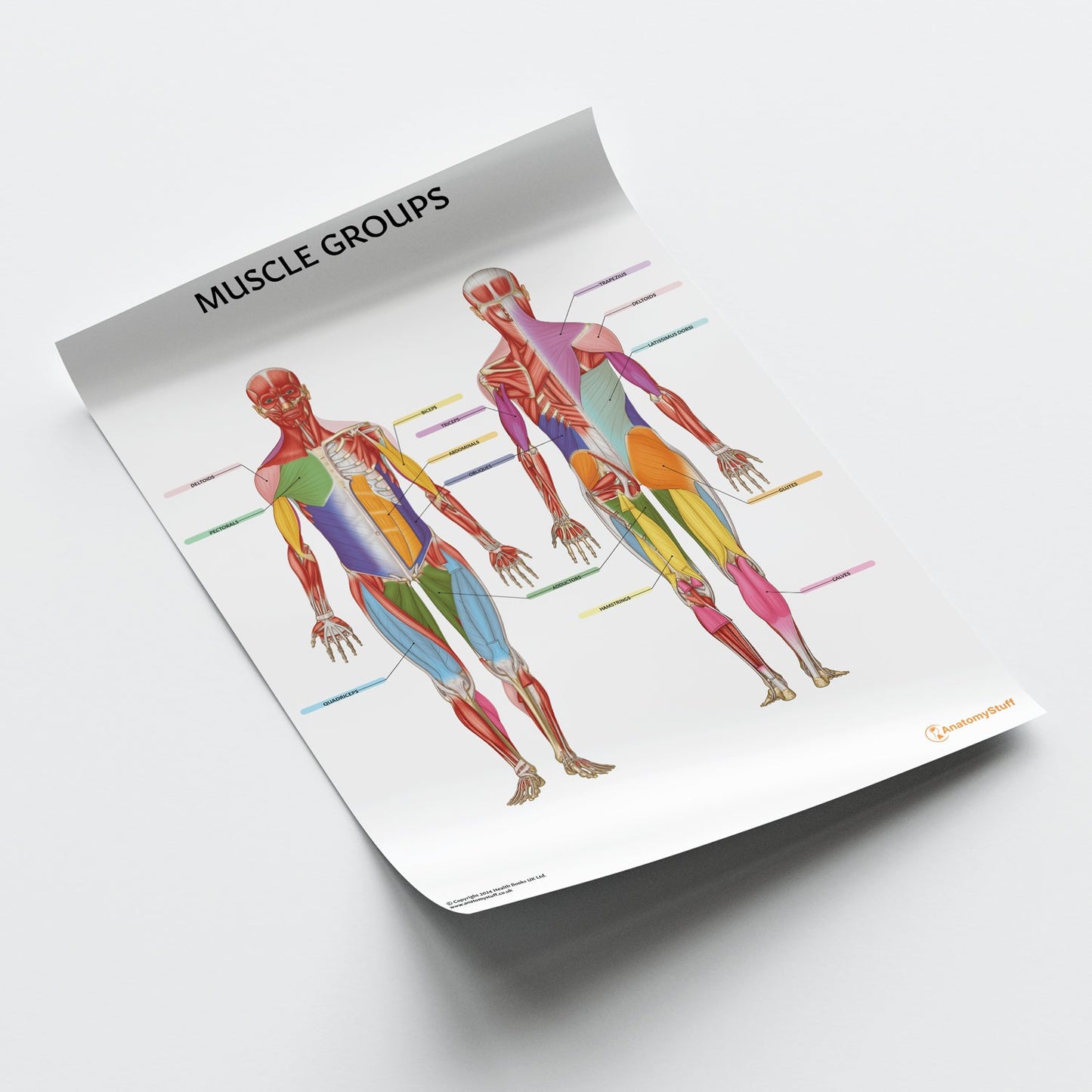Muscle Groups Anatomy Chart / Poster - Part of Collection