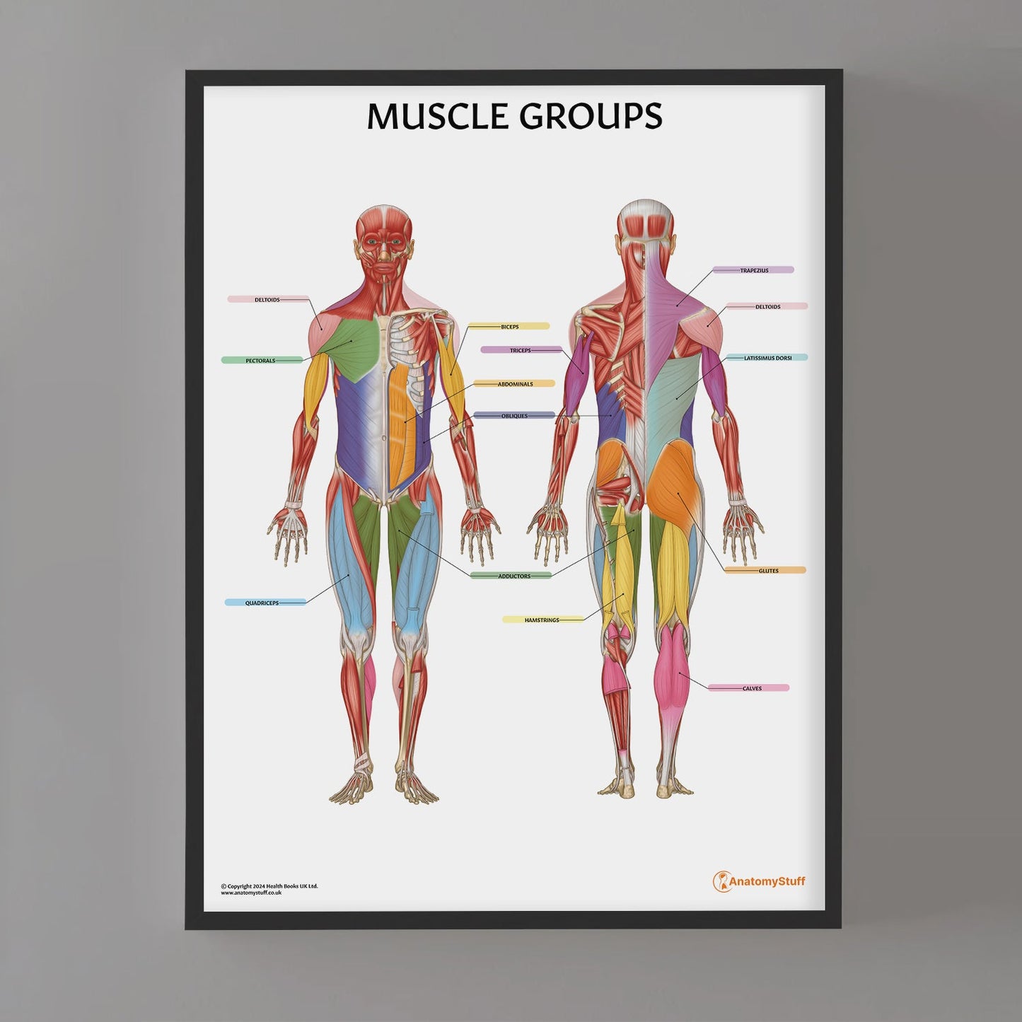Muscle Groups Anatomy Chart / Poster - Part of Collection