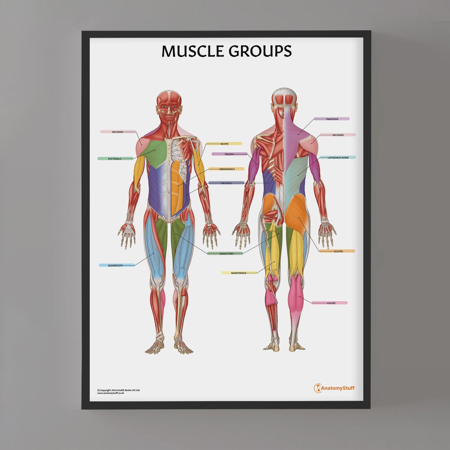 Muscle Groups Anatomy Chart / Poster - Part of Collection