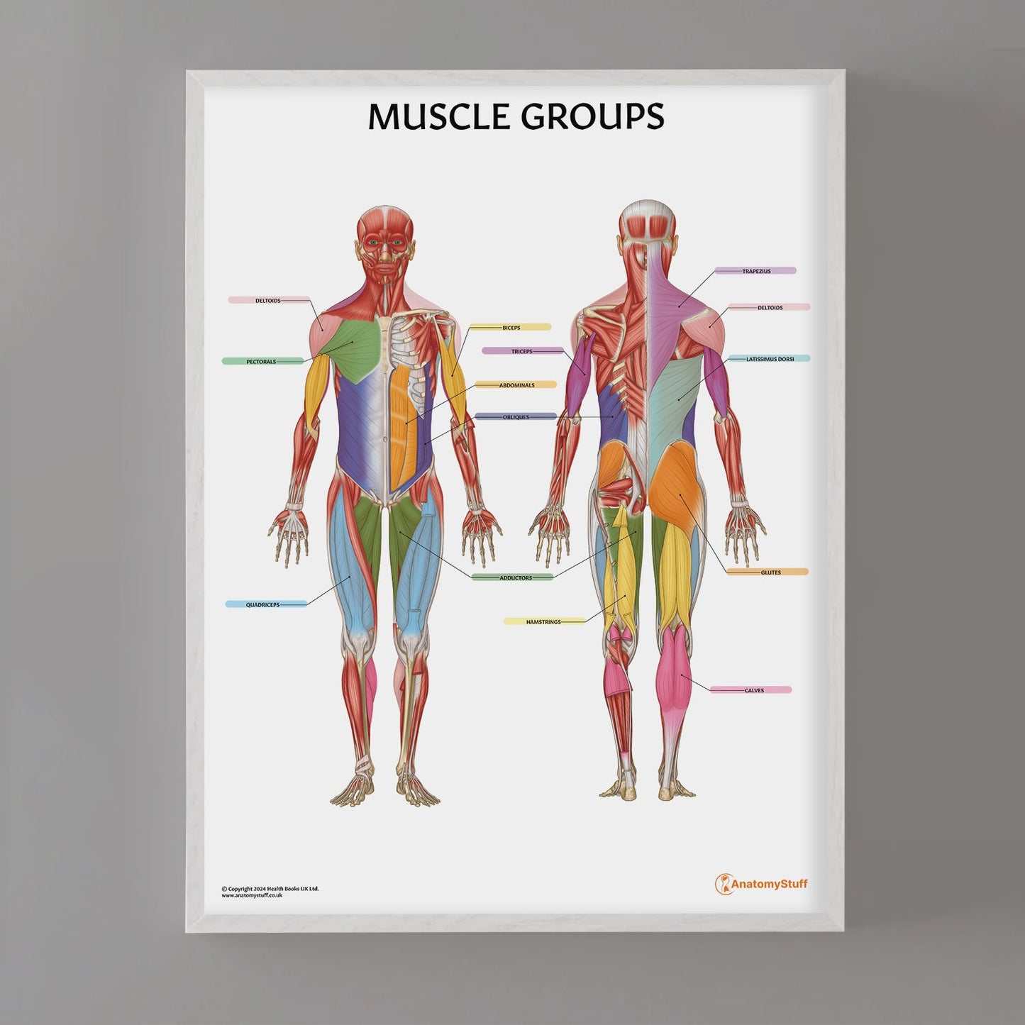 Muscle Groups Anatomy Chart / Poster - Part of Collection