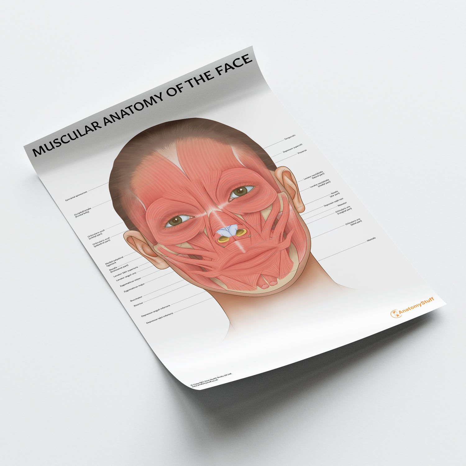 Muscular Anatomy of the Face Chart / Poster