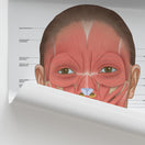 Switch Muscular Anatomy of the Face Chart / Poster 3 image