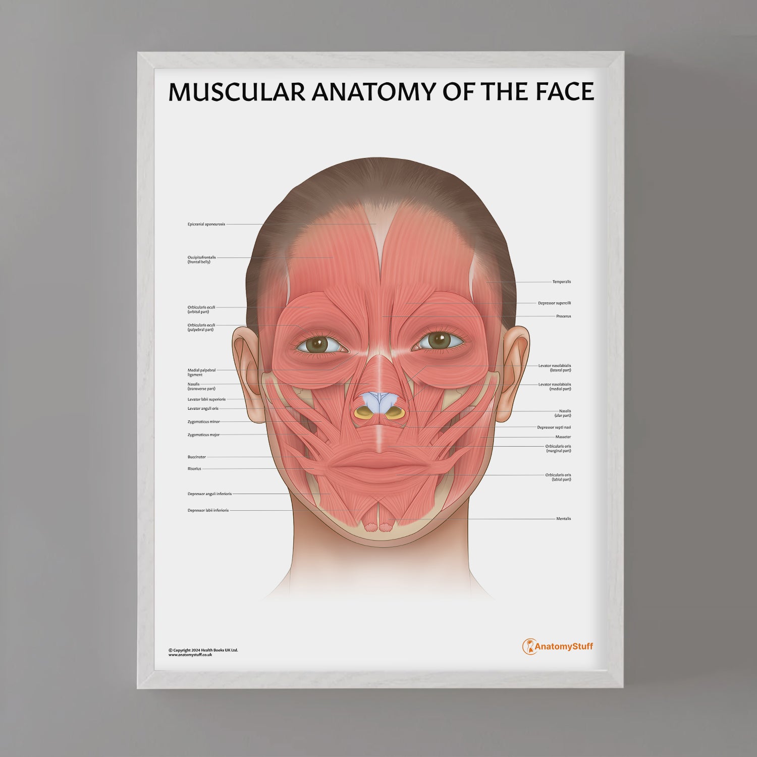 Muscular Anatomy of the Face Chart / Poster