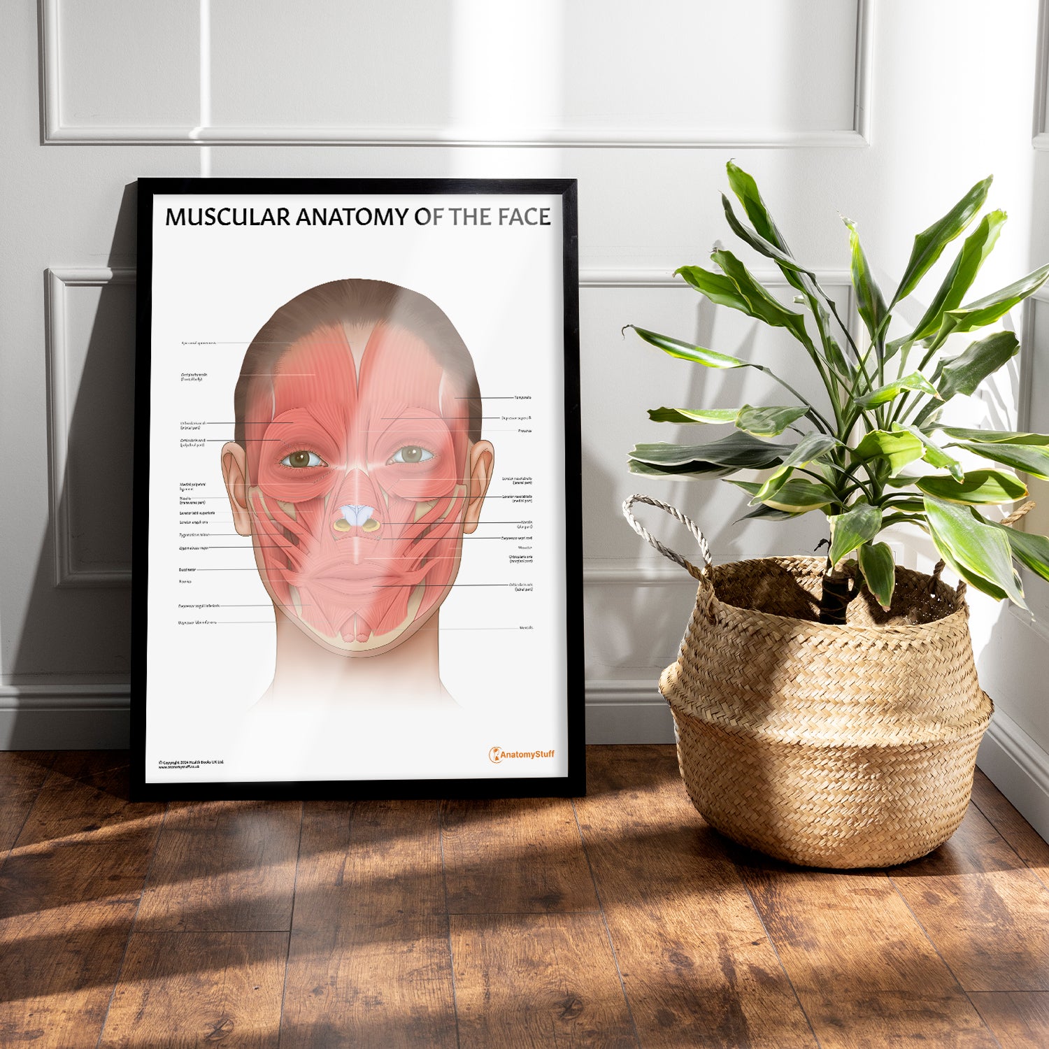 Muscular Anatomy of the Face Chart / Poster