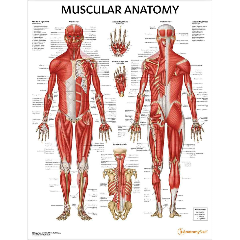Yoga Teacher Anatomy Collection