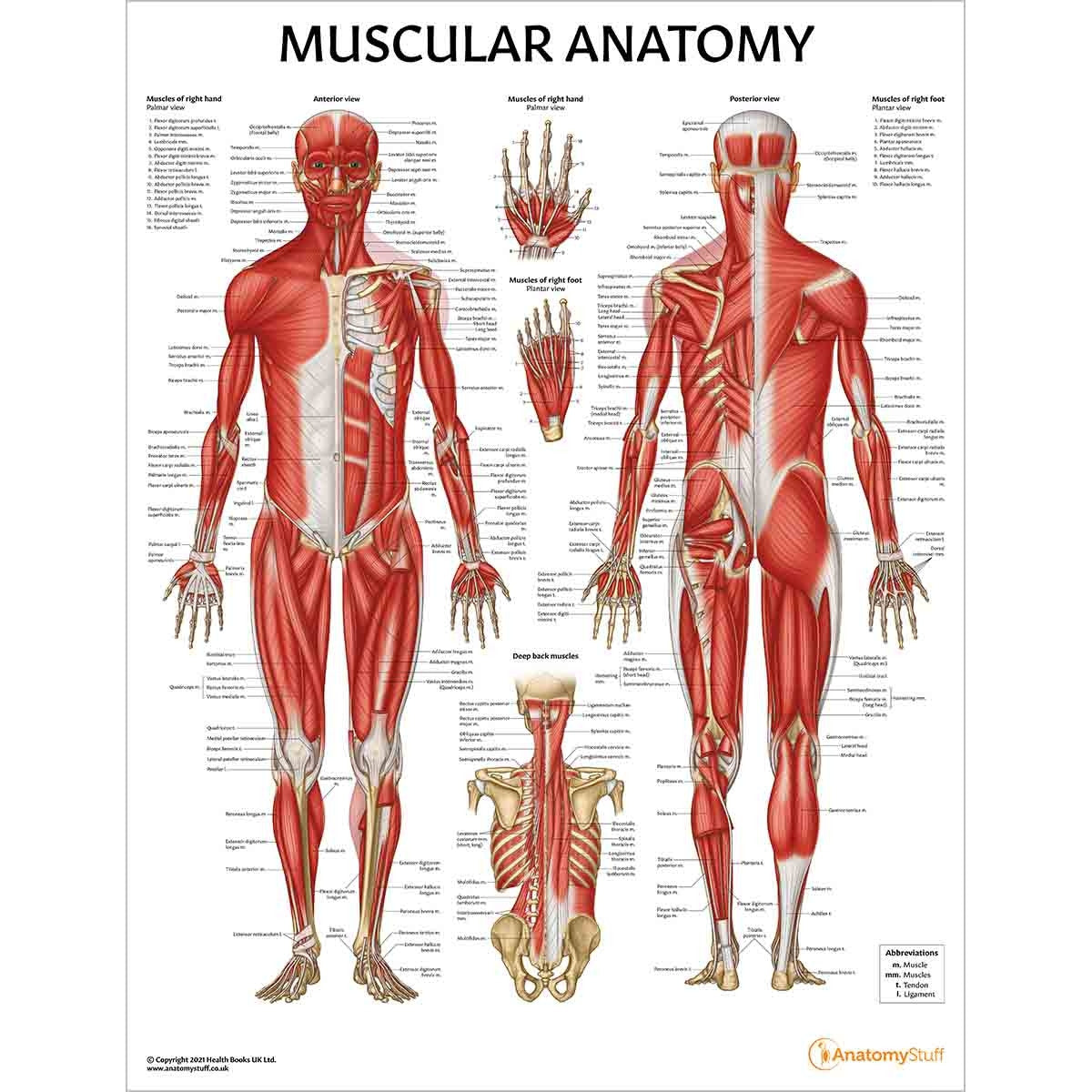 Skeleton Anatomy Collection