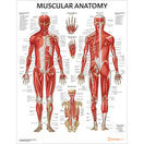 Switch Muscular Anatomy Chart Laminated Poster 2 image