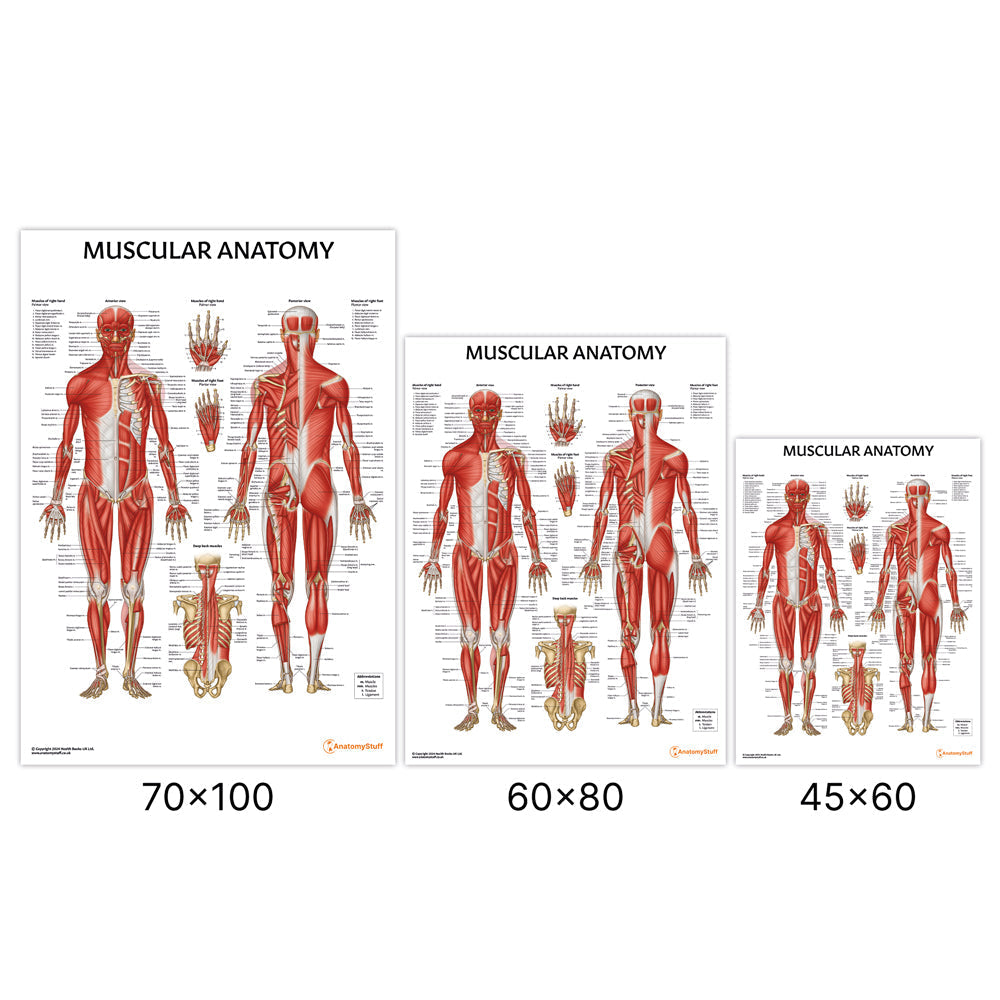 Muscular Anatomy Chart / Poster - Part of Collection