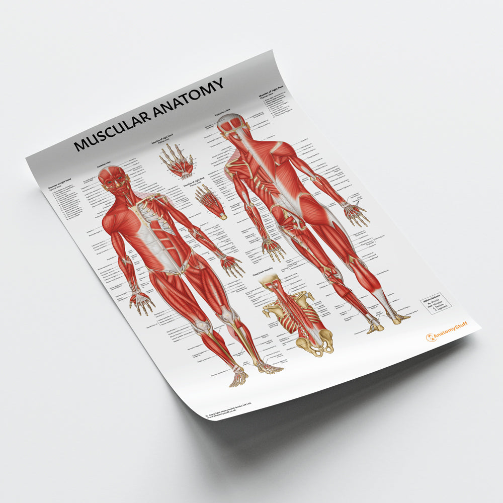 Muscular Anatomy Chart / Poster - Part of Collection
