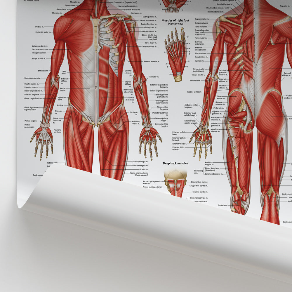 Muscular Anatomy Chart / Poster - Part of Collection