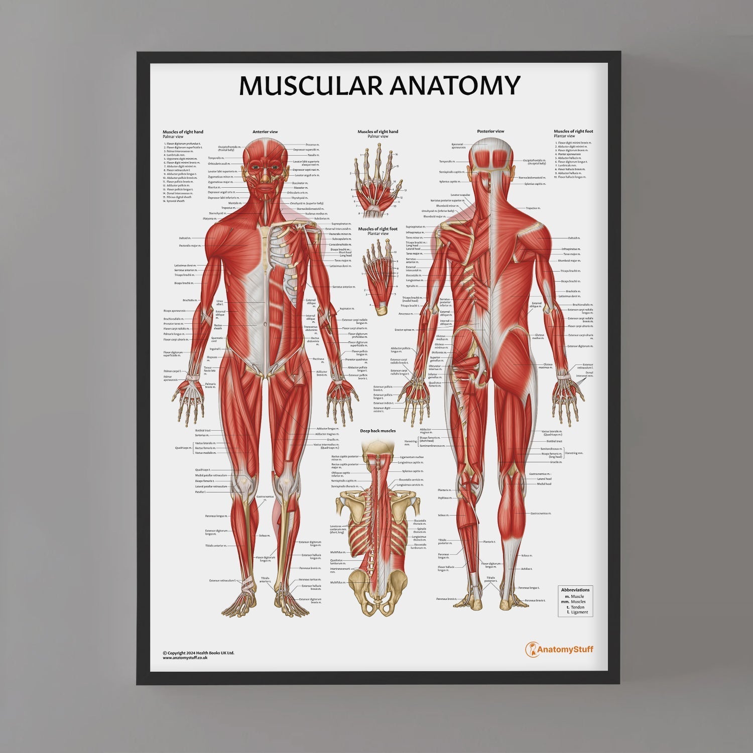 Muscular Anatomy Chart / Poster - Part of Collection