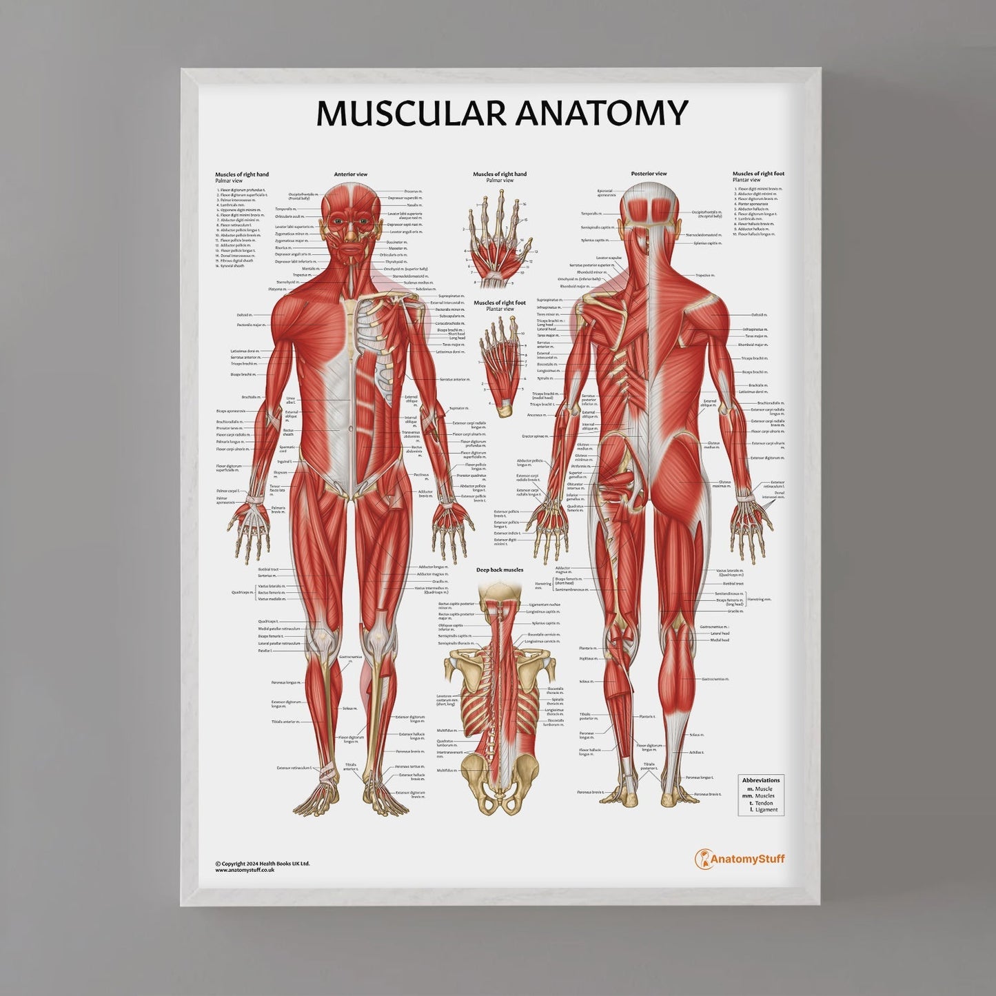 Muscular Anatomy Chart / Poster - Part of Collection