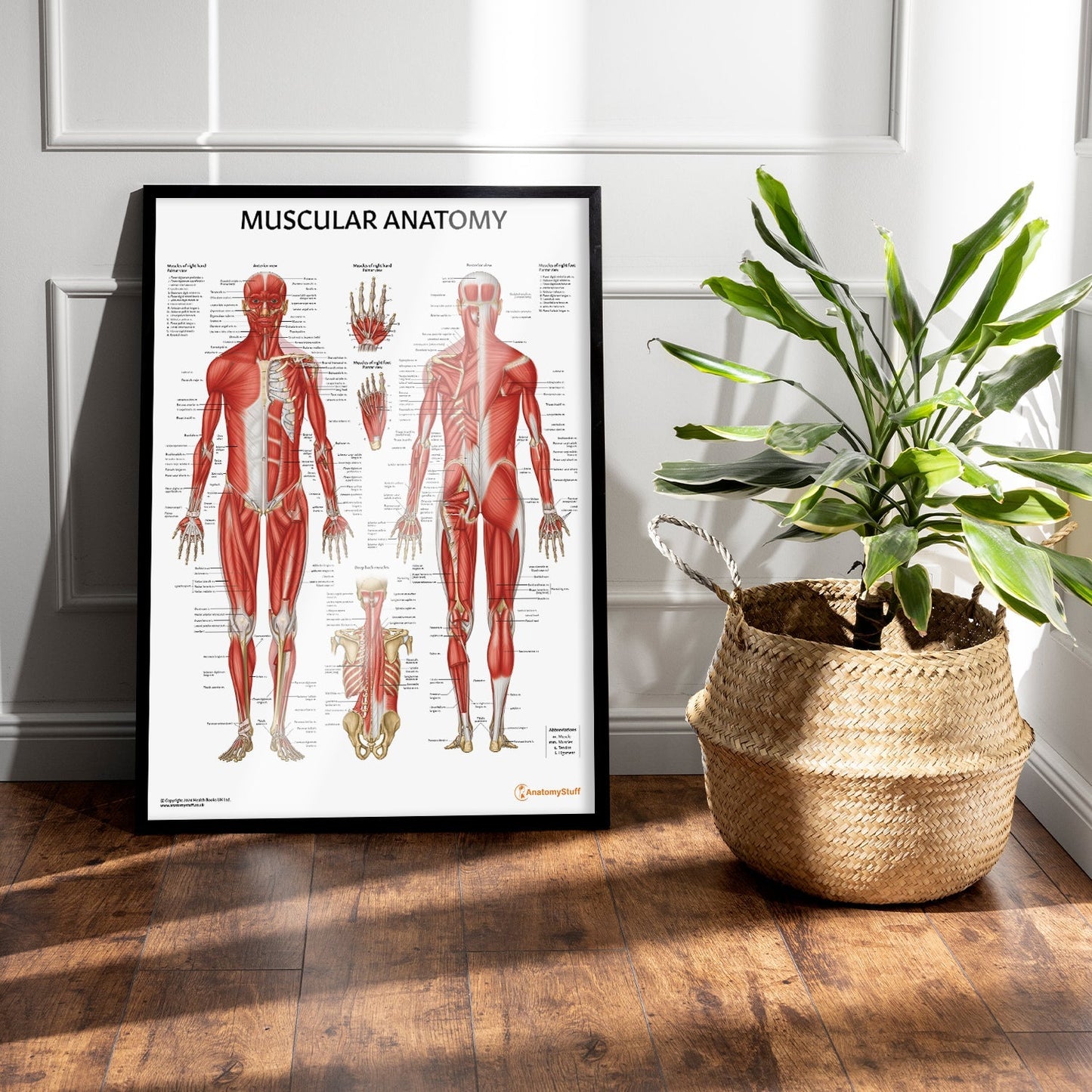 Muscular Anatomy Chart / Poster - Part of Collection