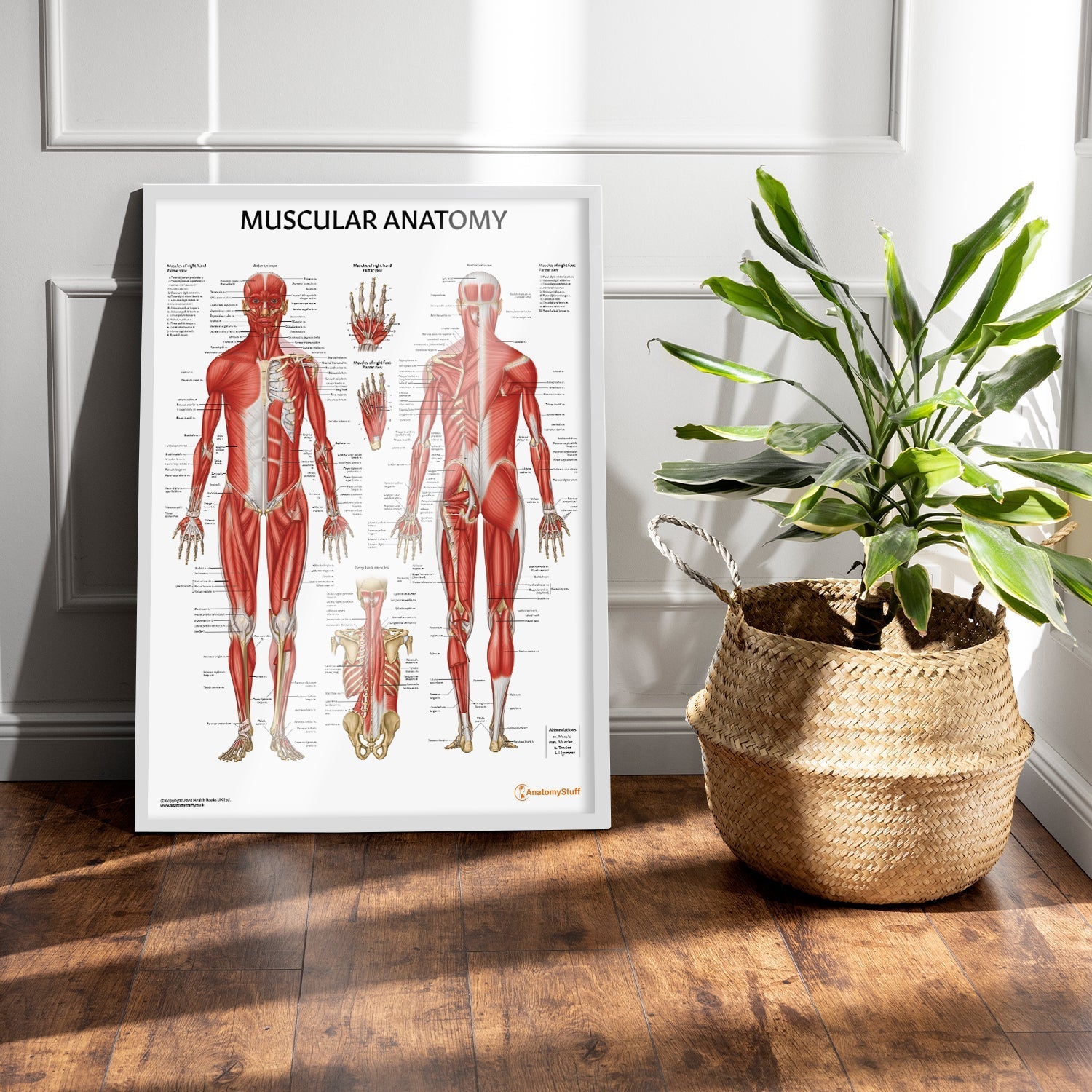 Muscular Anatomy Chart / Poster - Part of Collection