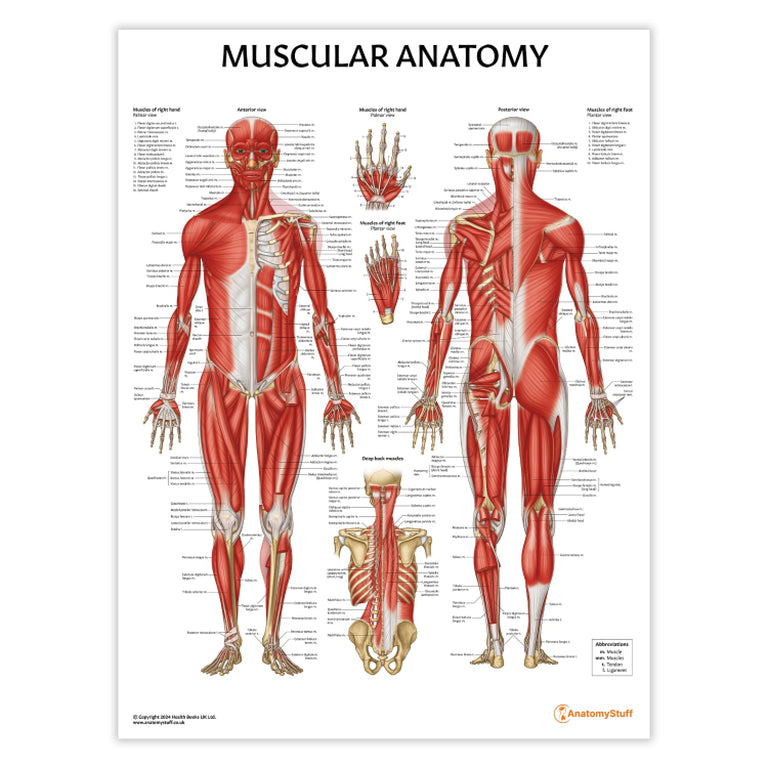 AnatomyStuff Anatomical Models and Charts