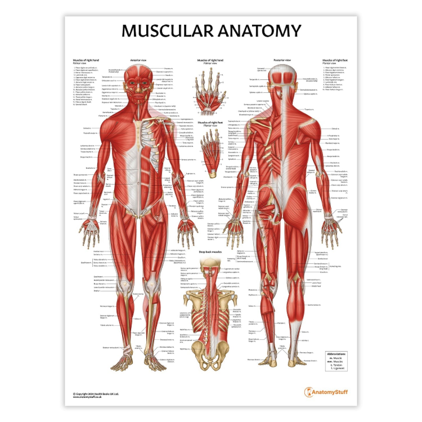 Muscular Anatomy Chart / Poster - Part of Collection