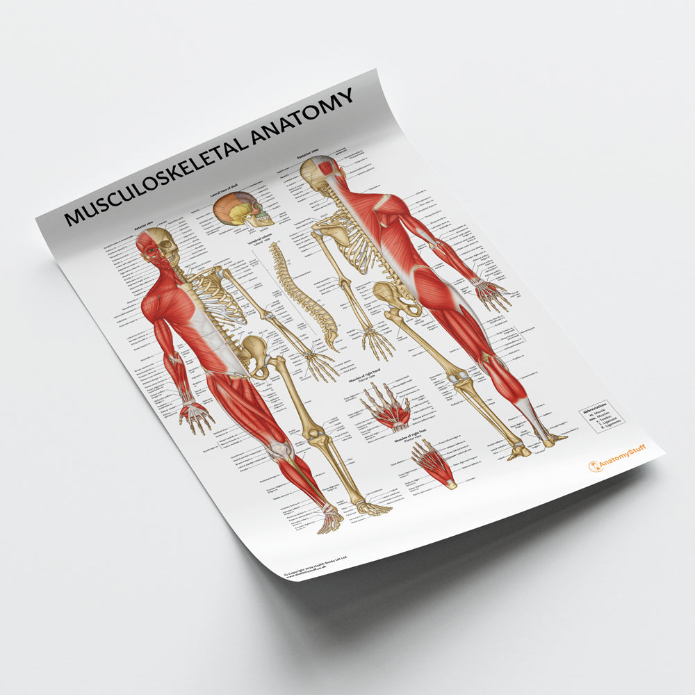 Musculoskeletal Anatomy Chart / Poster - Part of Collection