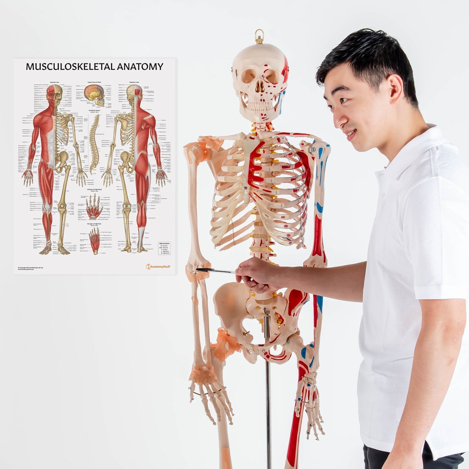 Musculoskeletal Anatomy Chart Skeleton Muscles Poster AnatomyStuff musculoskeletal-anatomy-chart-skeleton-muscles-poster-anatomystuff