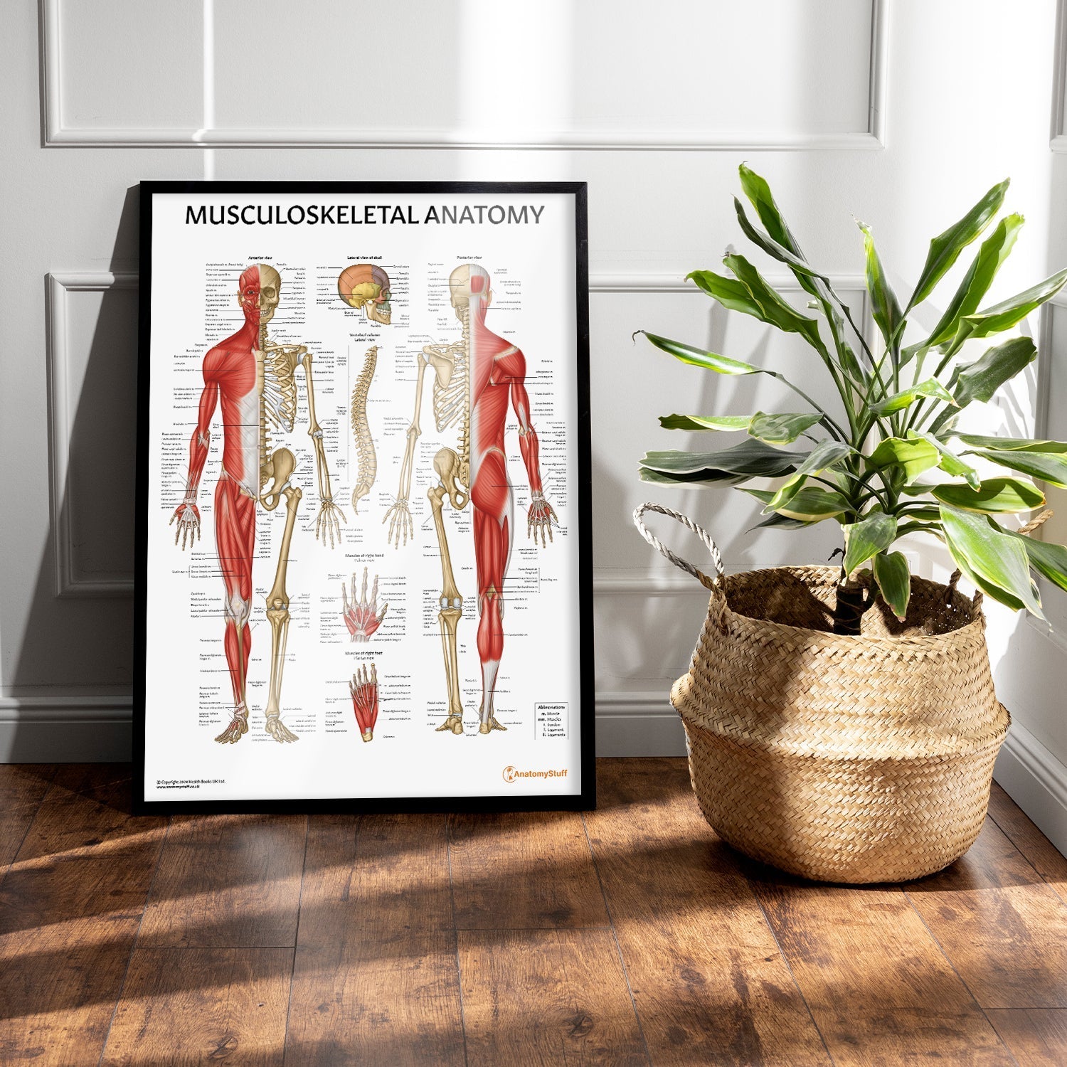 Musculoskeletal Anatomy Chart / Poster - Part of Collection