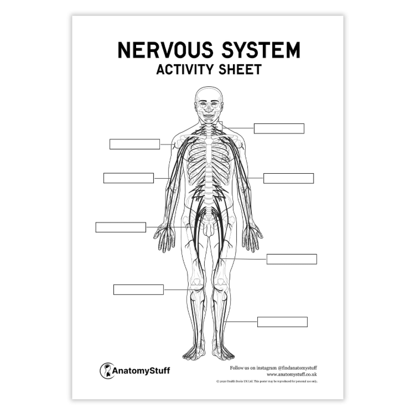 Nervous System Anatomy Activity Sheet PDF