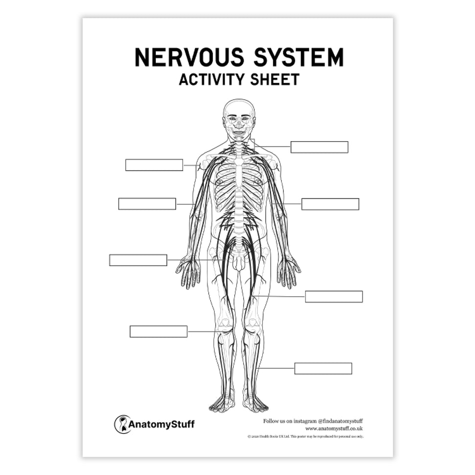 Nervous System Anatomy Activity Sheet PDF