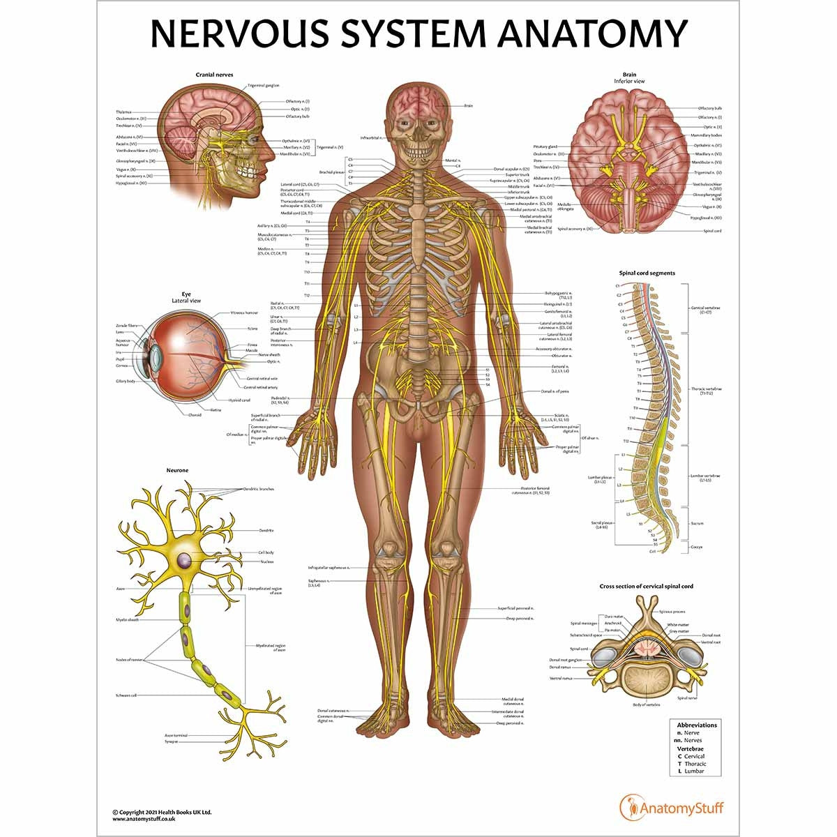 Secondary School Anatomy Collection