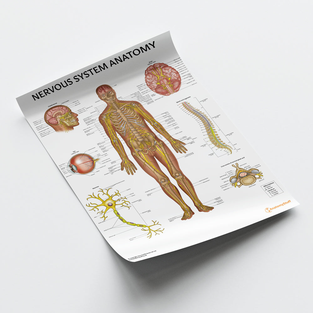 Nervous System Anatomy Chart / Poster - Part of Collection