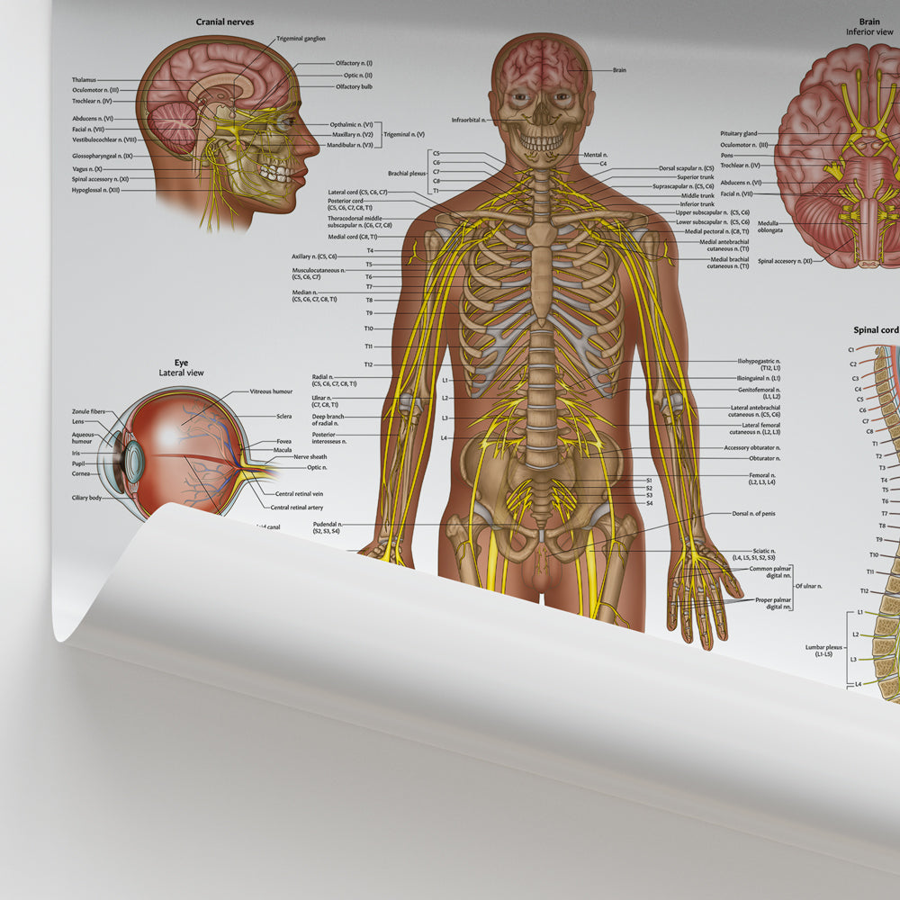 Nervous System Anatomy Chart / Poster - Part of Collection