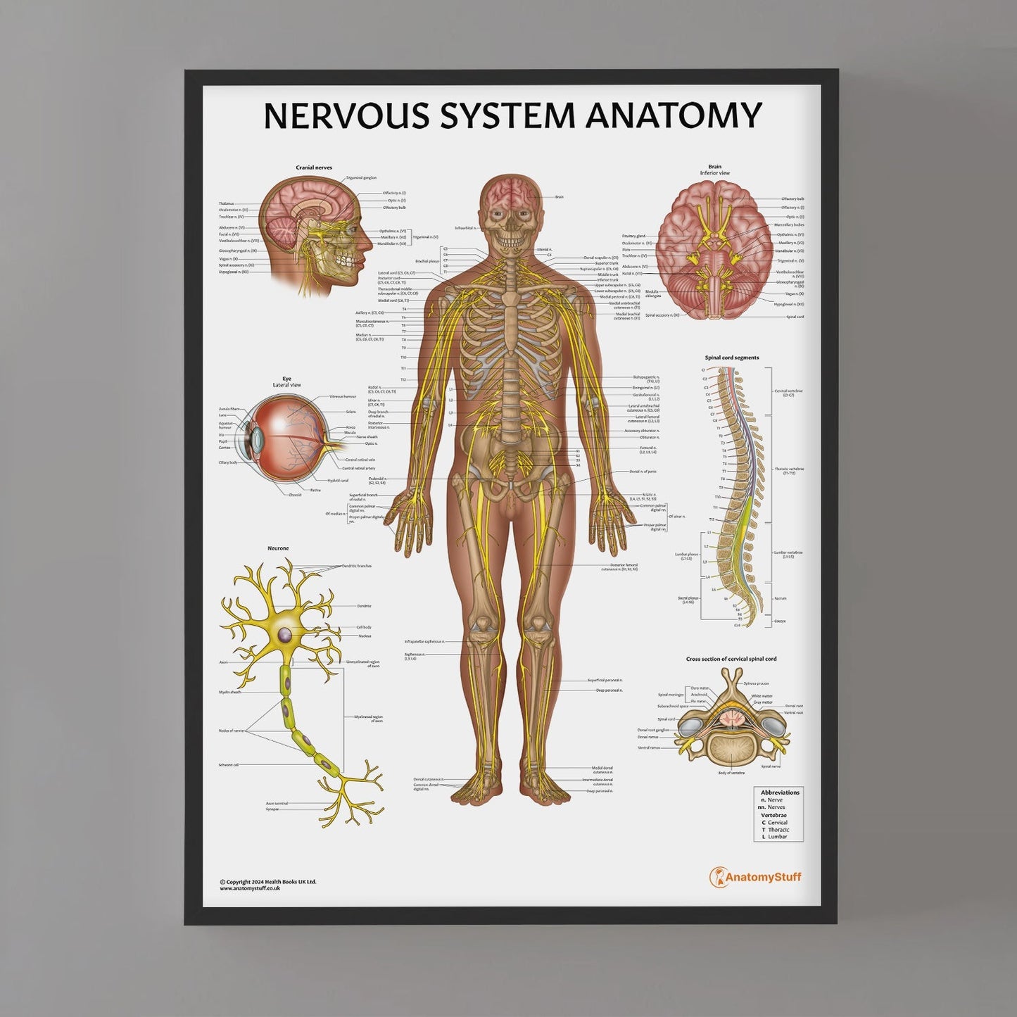 Nervous System Anatomy Chart / Poster - Part of Collection