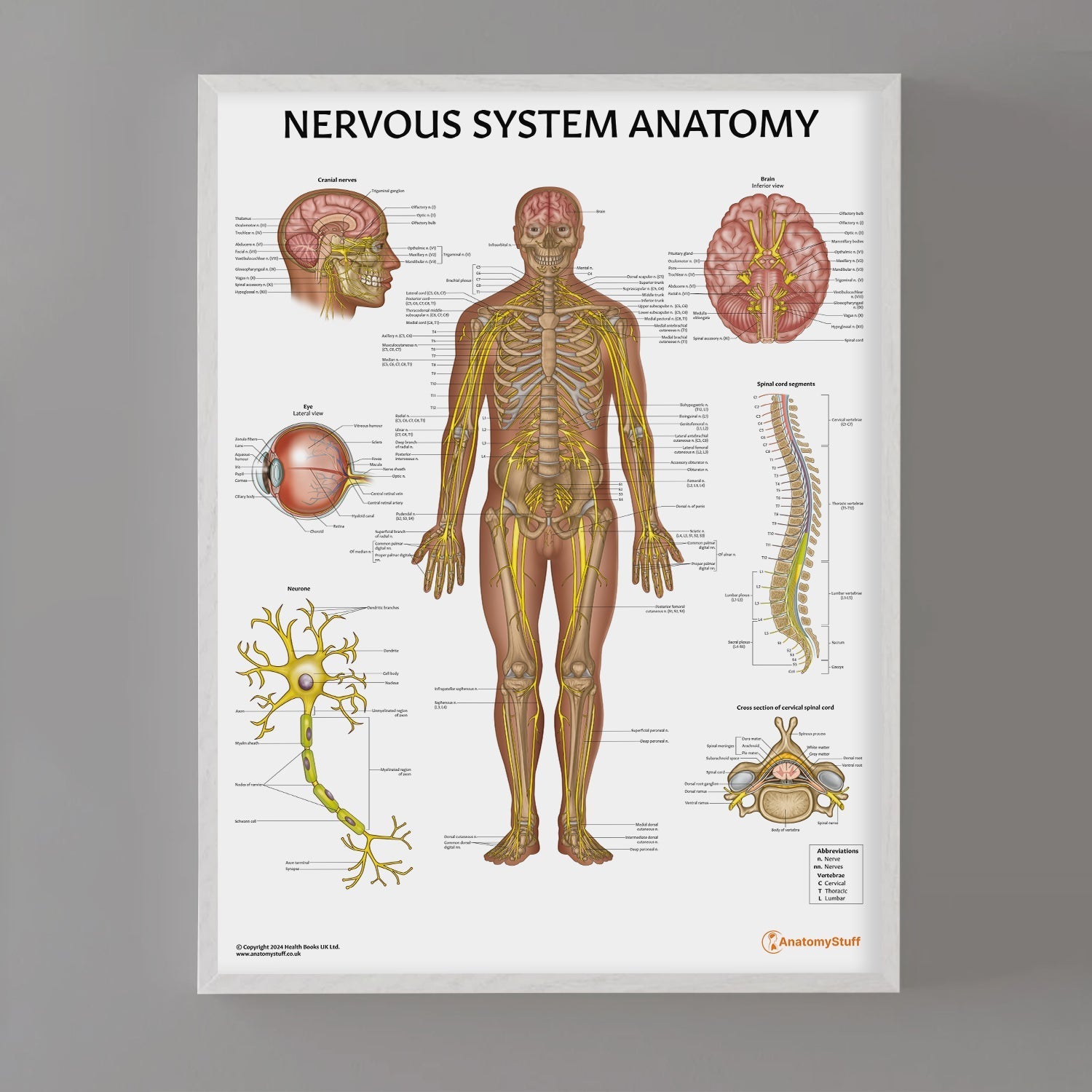 Nervous System Anatomy Chart / Poster - Part of Collection