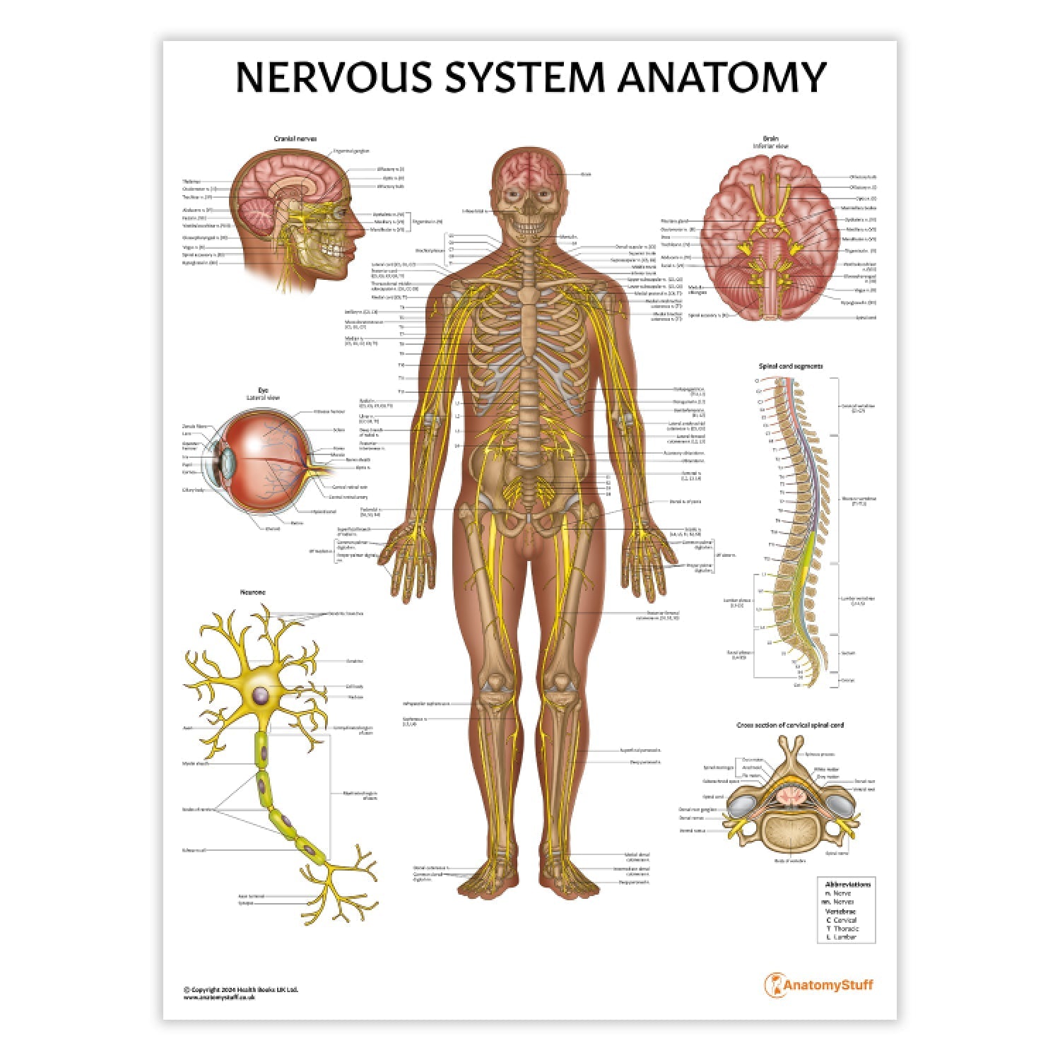 Nervous System Anatomy Chart / Poster - Part of Collection