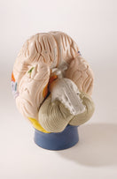 Switch Giant Functional Center Brain Model 2 image
