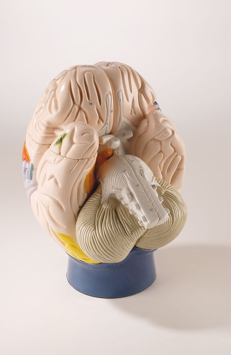 Giant Functional Center Brain Model (2 times life size, 4 part)