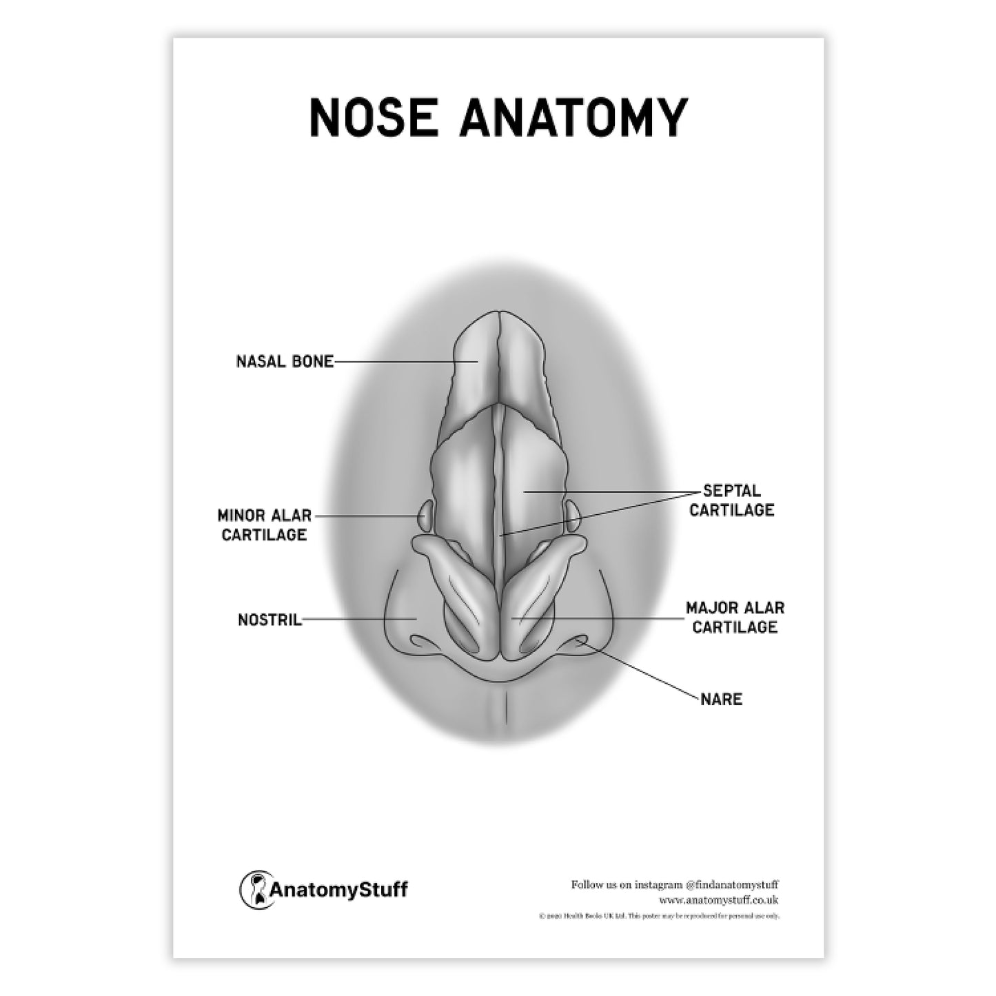 Nose Anatomy Poster PDF